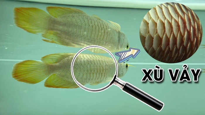 Fish with raised scales – Causes of the disease and how to treat it