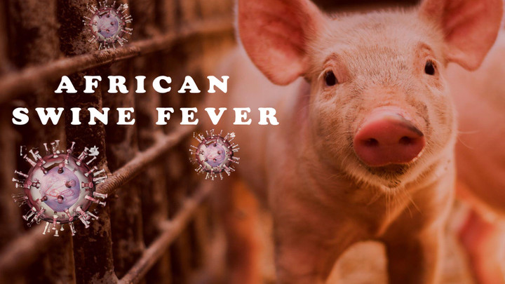 LITERATURE REVIEW OF AFRICAN SWINE FEVER (ASF)