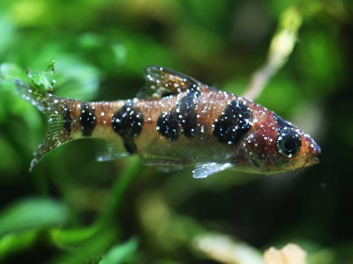 Causes and effective ways to treat white fungus in fish tanks