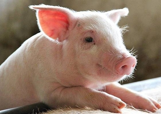 Thông tin kĩ thuật - BỆNH THIẾU MÁU VÀ BỆNH CẦU TRÙNG Ở HEO